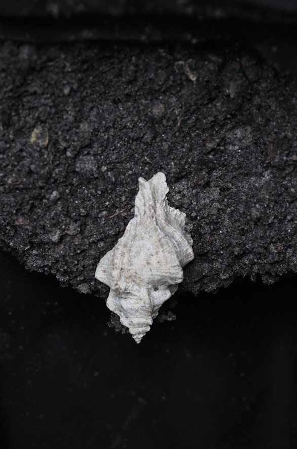 what remains Chicoreus aquitanicus  15 million years<br/><span></span>