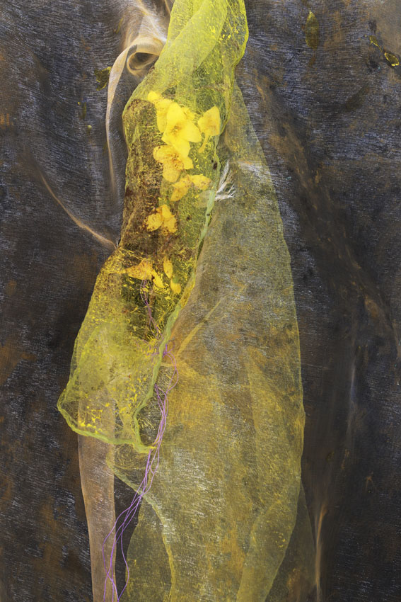 forsythia 2506<br/><span></span>