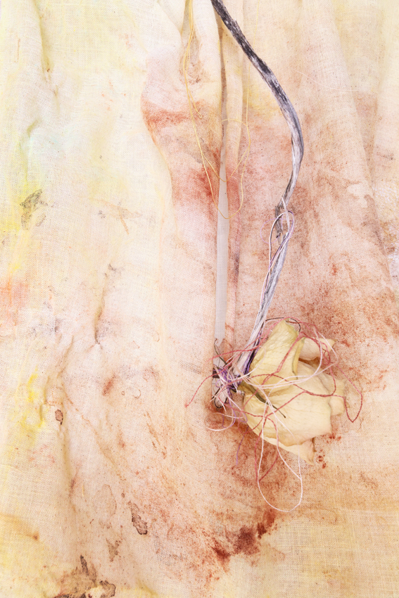 rose 2504<br/><span></span>