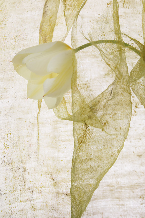 tulp 2501<br/><span></span>