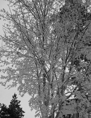 HIVER 冬