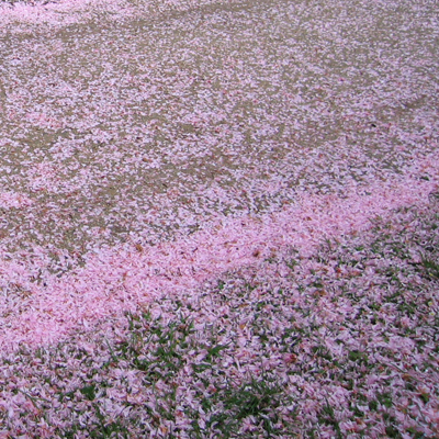 PRINTEMPS 春