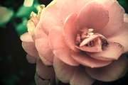 La fleur