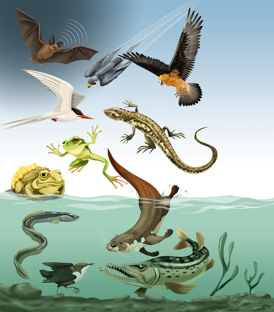 Journal de laFête de la Nature 2017