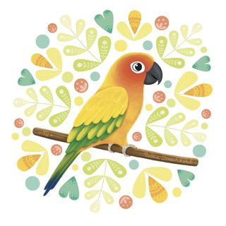 Conure Soleil