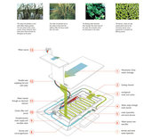 Phytobalneum