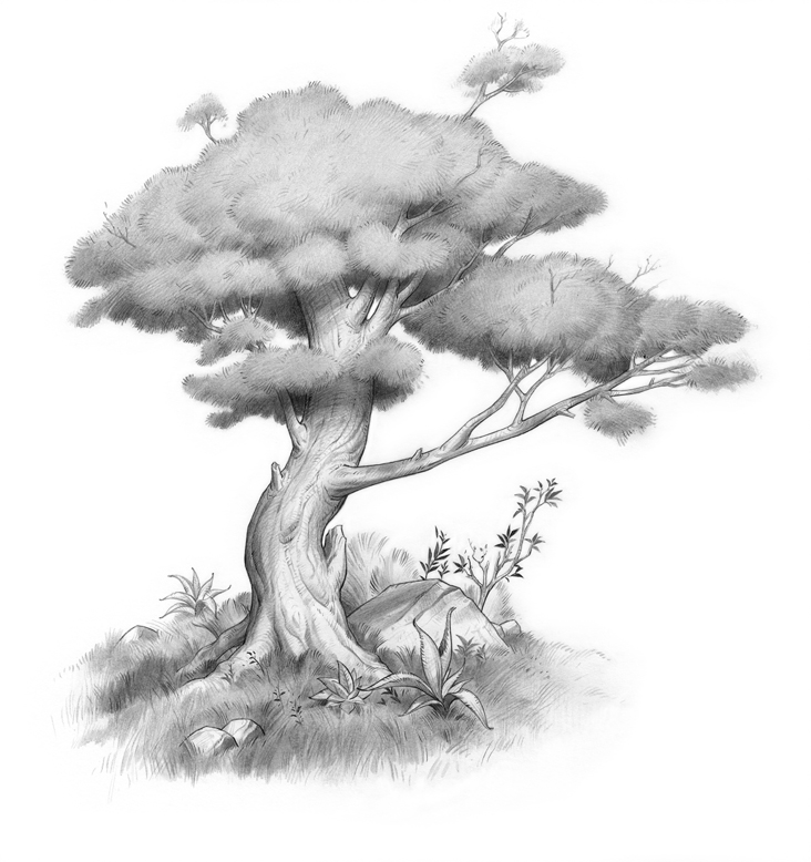 Tree sketch 2