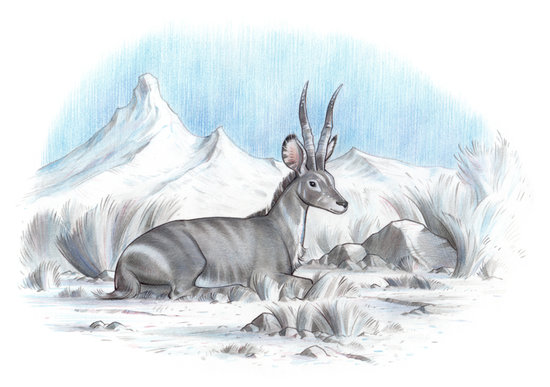 Antilope 2