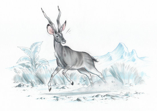 Antilope 3
