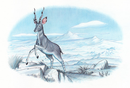 Antilope 5