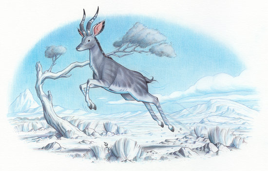 Antilope 6
