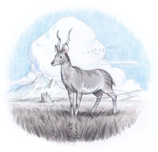 Antilope