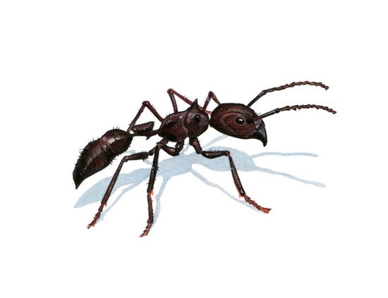Fourmi Paraponera