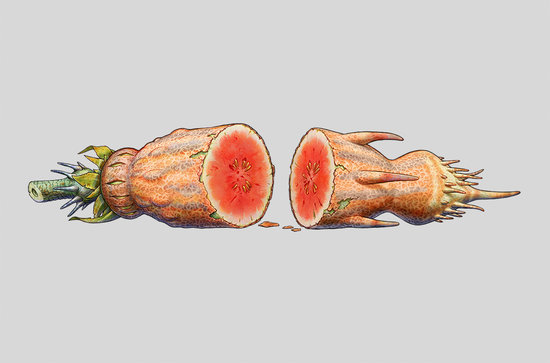 Raphacitrullus reticulatus