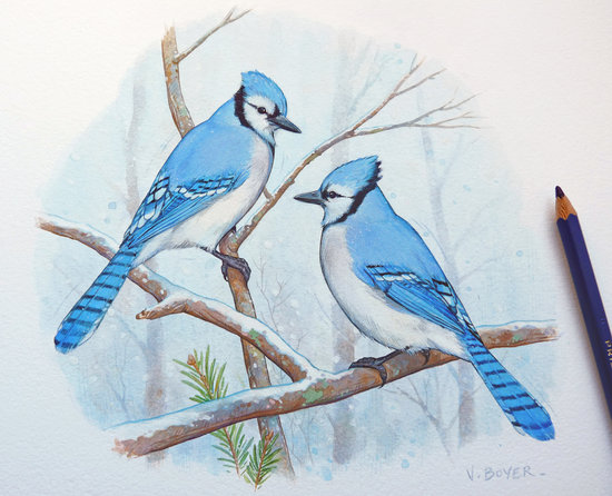 Geais bleus