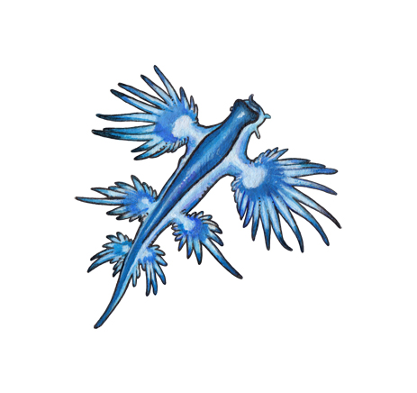 Glaucus Atlanticus