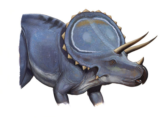 Triceratops