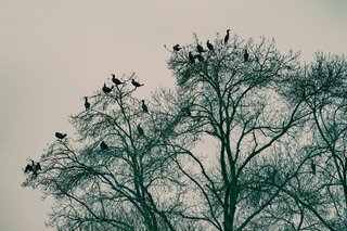 L'arbre aux cormorans
