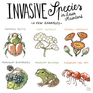 Invasive species in Lower Mainland
