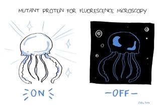 Mutant protein for fluorescence microscopy